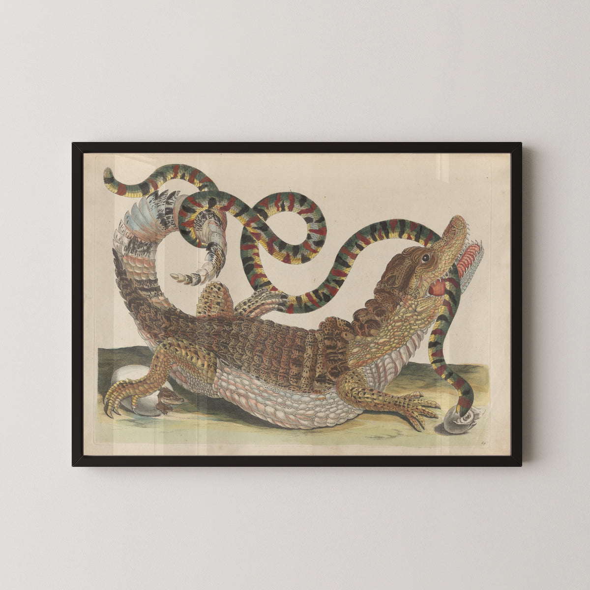 Maria Sibylla Merian — Metamorphosis of the Insects of Surinam, Plate 69: Caiman and Snake | Natural History Print