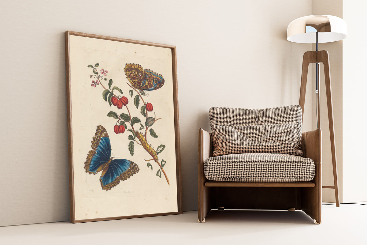 Maria Sibylla Merian — Metamorphosis of the Insects of Surinam, Plate 7: Blue Morpho Butterflies and Barbados Cherry | Natural History Print