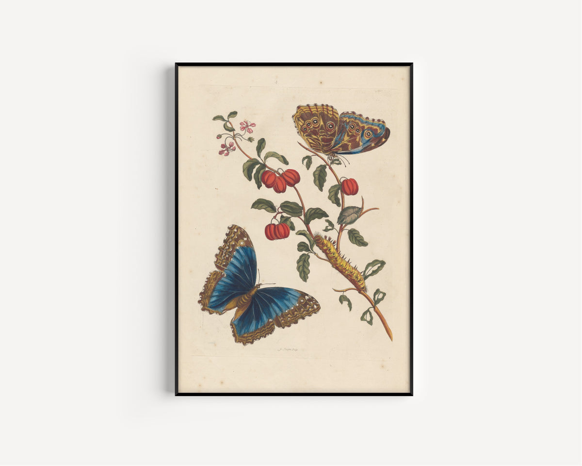 Maria Sibylla Merian — Metamorphosis of the Insects of Surinam, Plate 7: Blue Morpho Butterflies and Barbados Cherry | Natural History Print