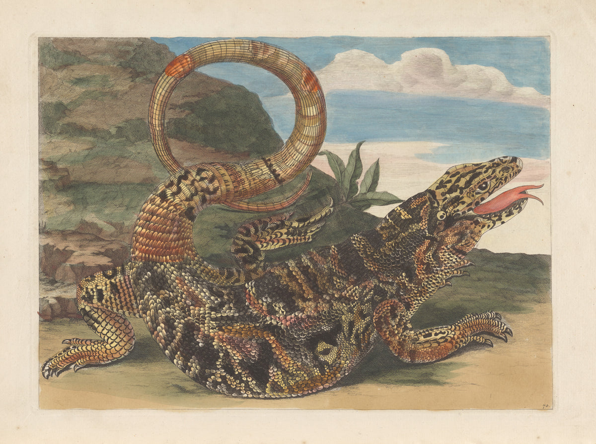 Maria Sibylla Merian — Metamorphosis of the Insects of Surinam, Plate 70: Lizard | Natural History Print