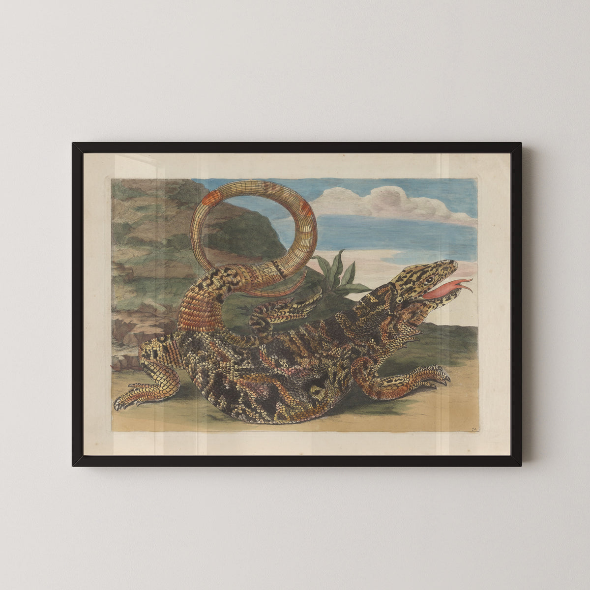 Maria Sibylla Merian — Metamorphosis of the Insects of Surinam, Plate 70: Lizard | Natural History Print