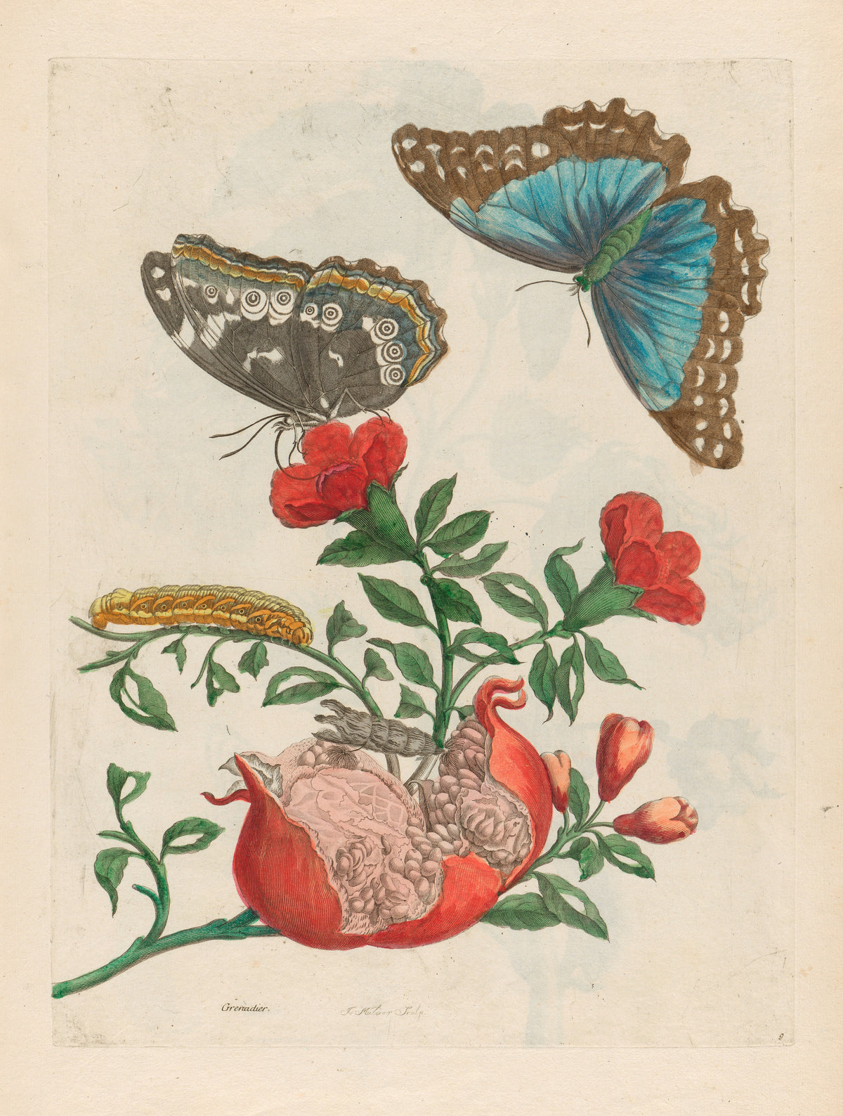 Maria Sibylla Merian — Metamorphosis of the Insects of Surinam, Plate 9: Pomegranate and Blue Morpho | Natural History Print