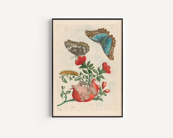 Maria Sibylla Merian — Metamorphosis of the Insects of Surinam, Plate 9: Pomegranate and Blue Morpho | Natural History Print
