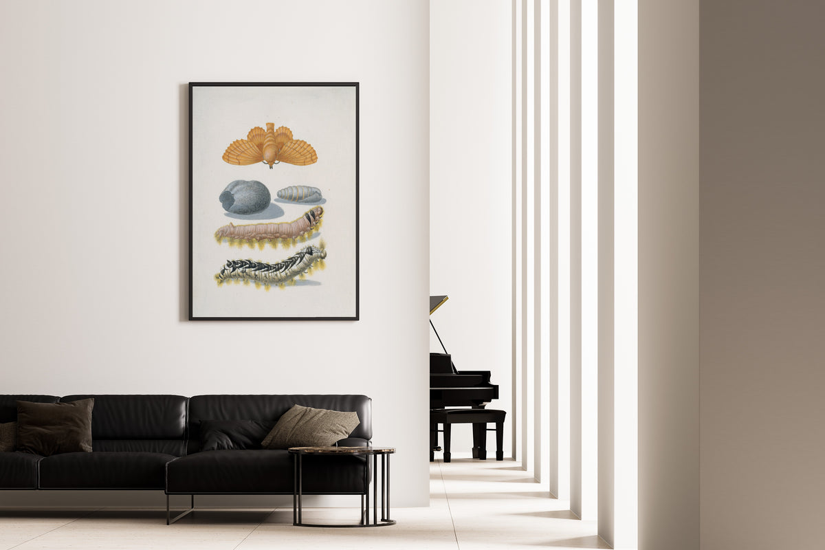 Framed art print of Metamorphosis of the Lappet by Maria Sibylla Merian, on the wall of a minimal living room