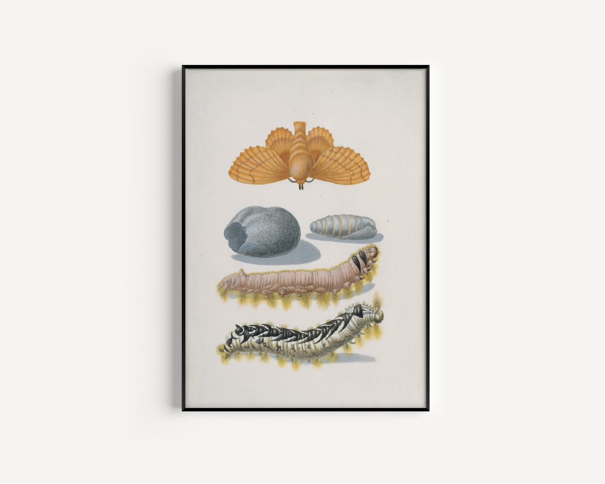 Framed art print of Metamorphosis of the Lappet by Maria Sibylla Merian, in a slim black frame on a plain white wall