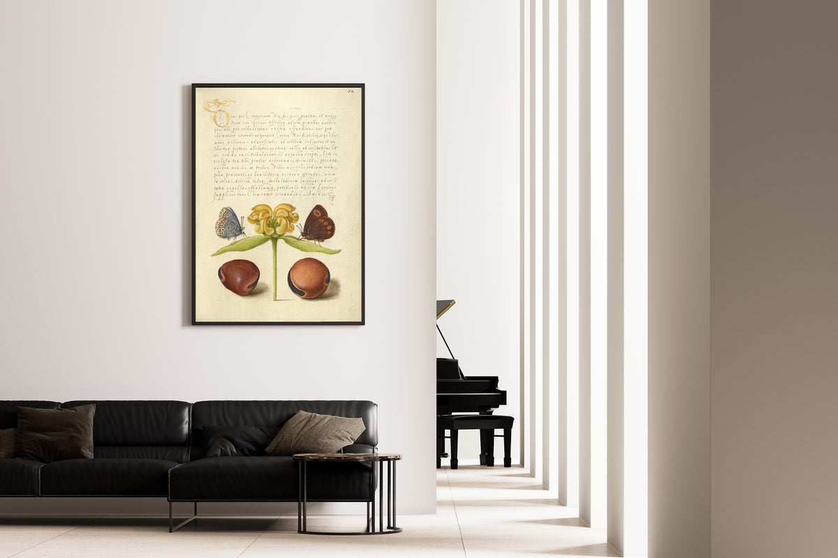 Joris Hoefnagel — Moths, Jerusalem Sage, and Beans | Botanical Calligraphy Print