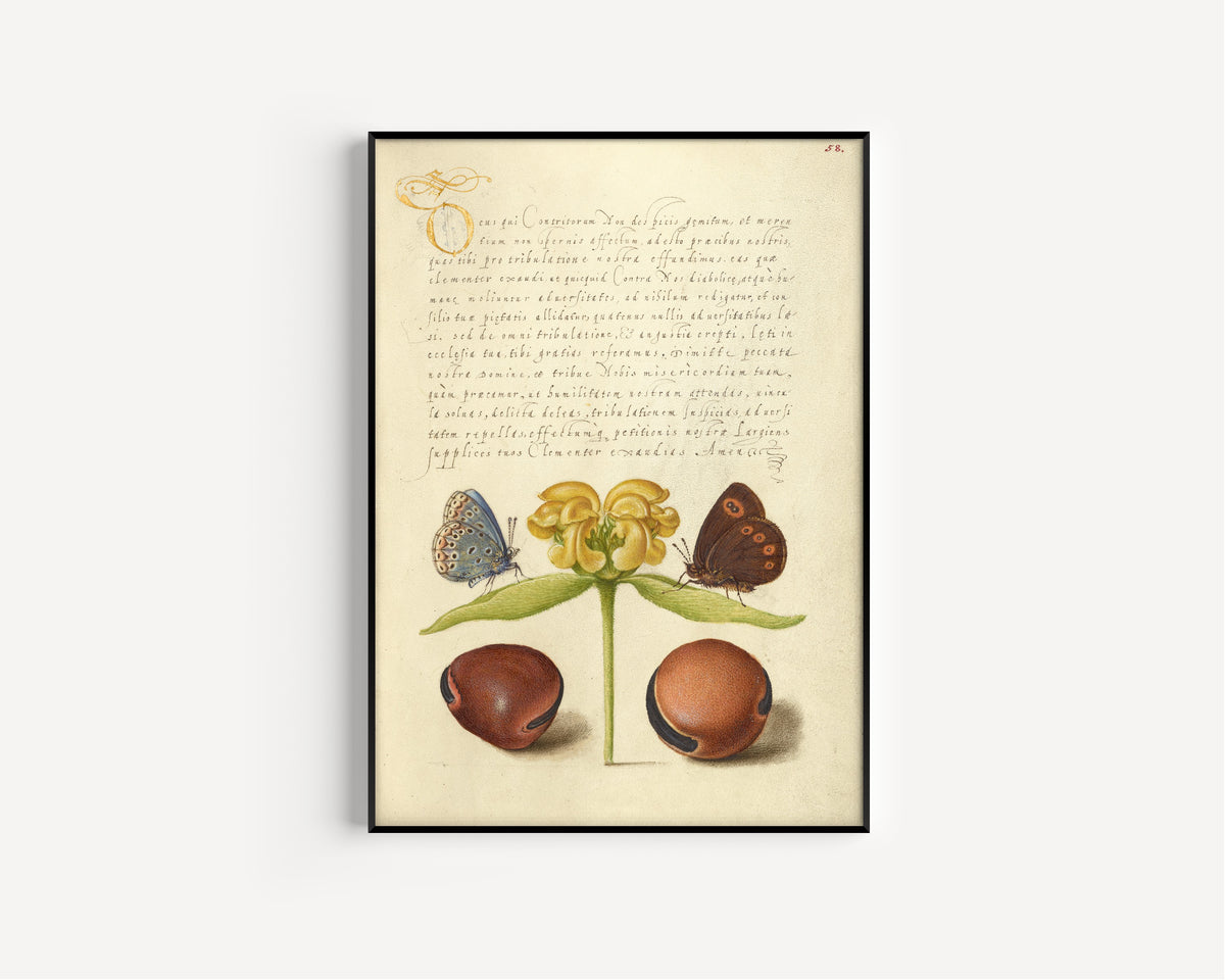 Joris Hoefnagel — Moths, Jerusalem Sage, and Beans | Botanical Calligraphy Print