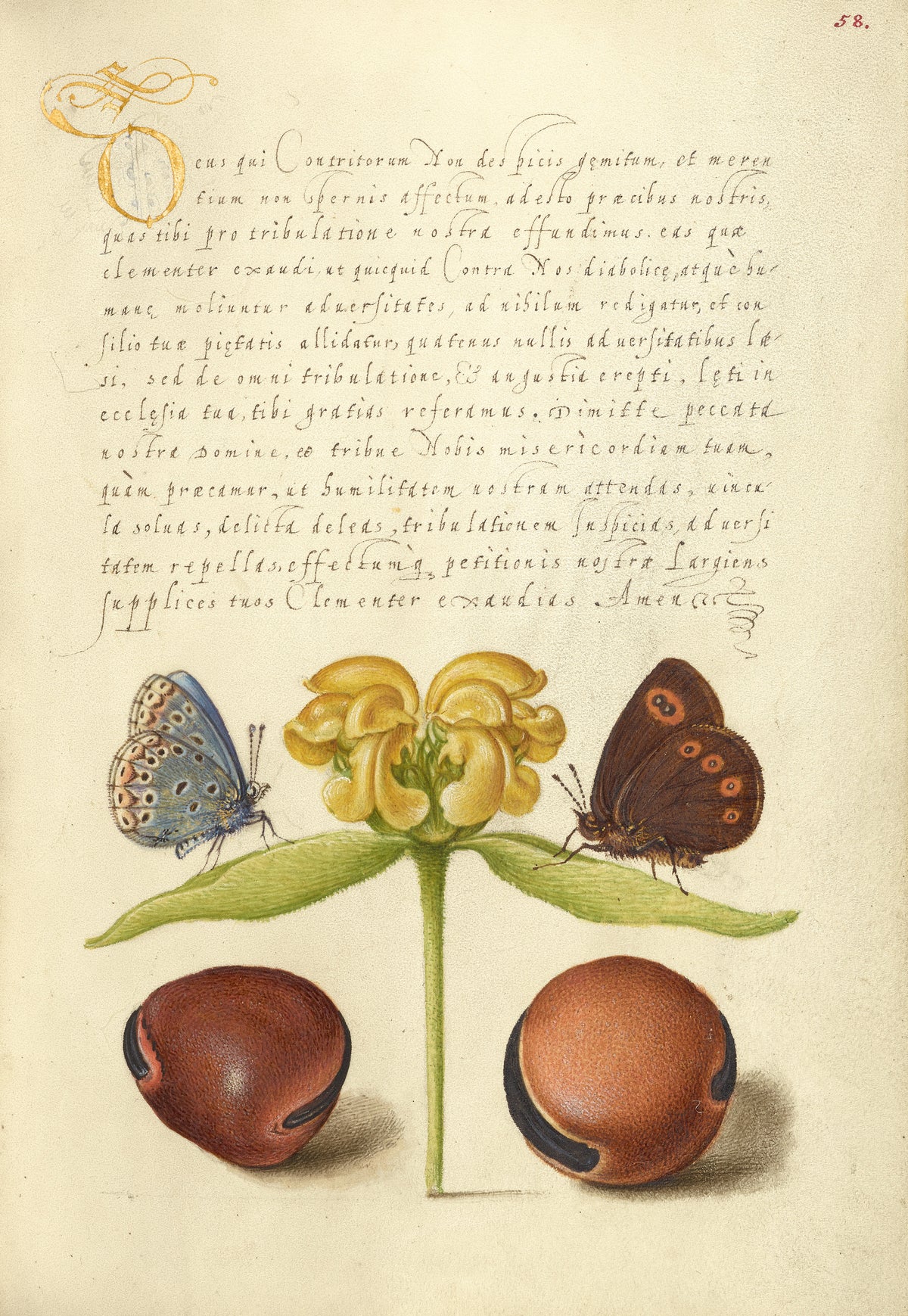 Joris Hoefnagel — Moths, Jerusalem Sage, and Beans | Botanical Calligraphy Print