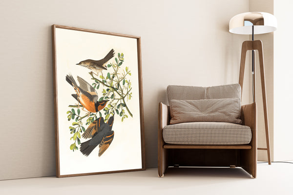 John James Audubon — Mountain Mocking Bird and Varied Thrush | Natural History Print