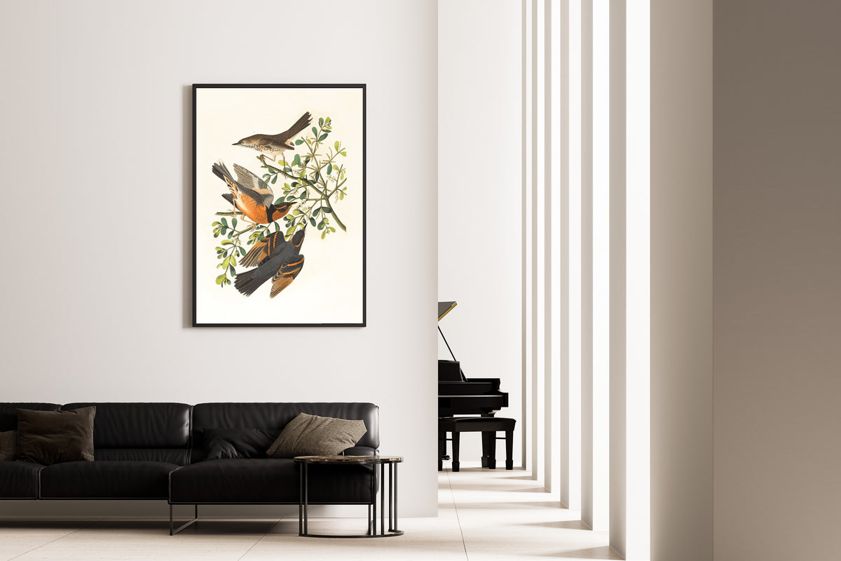 John James Audubon — Mountain Mocking Bird and Varied Thrush | Natural History Print