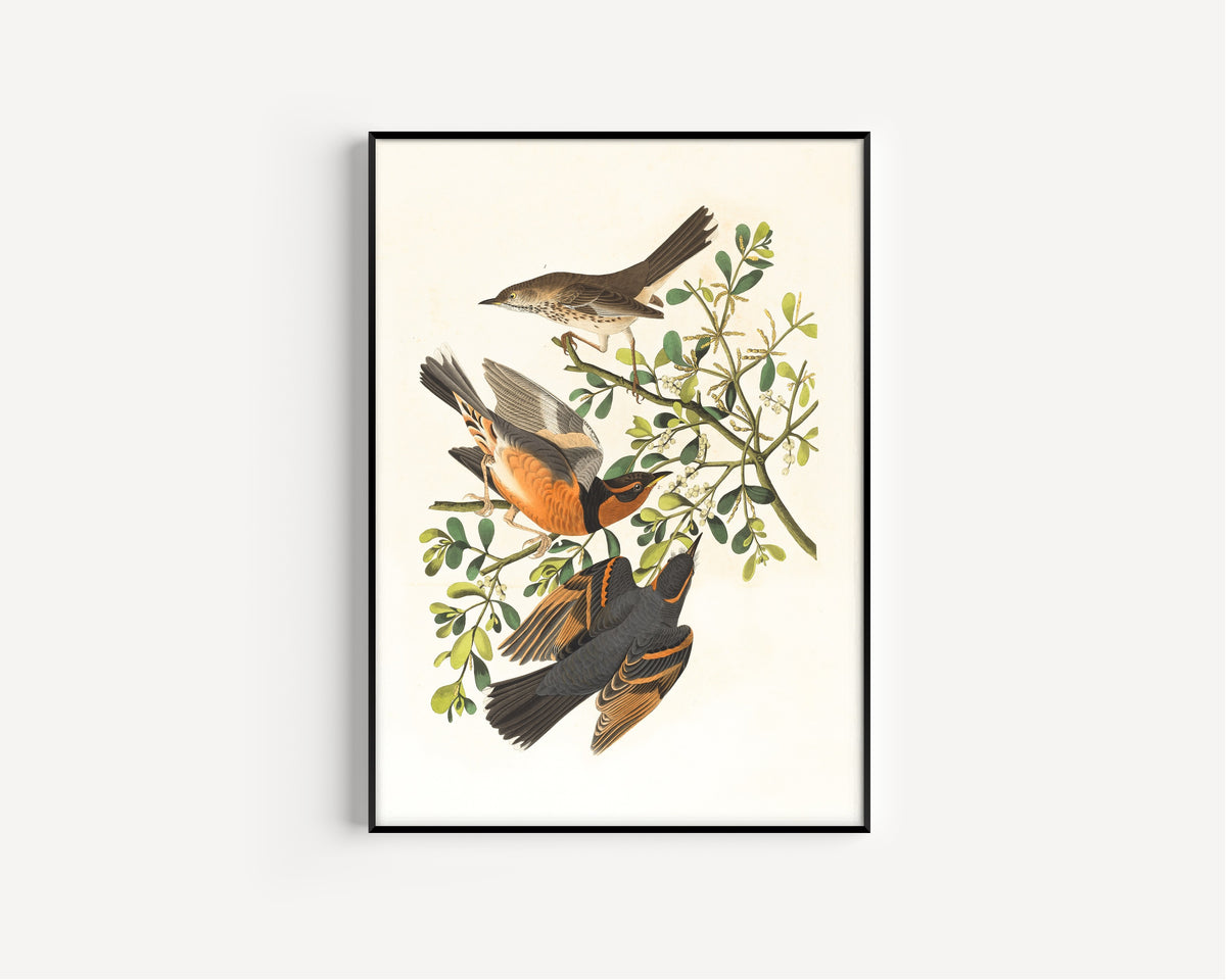 John James Audubon — Mountain Mocking Bird and Varied Thrush | Natural History Print