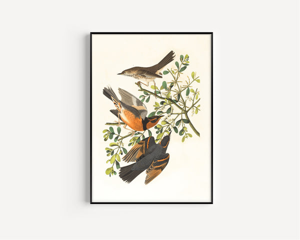 John James Audubon — Mountain Mocking Bird and Varied Thrush | Natural History Print