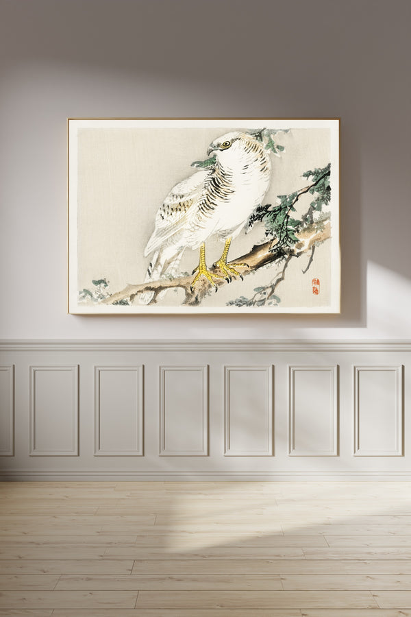 Kōno Bairei — White Hawk on an Evergreen Branch | Japanese Bird & Flower Woodblock Print