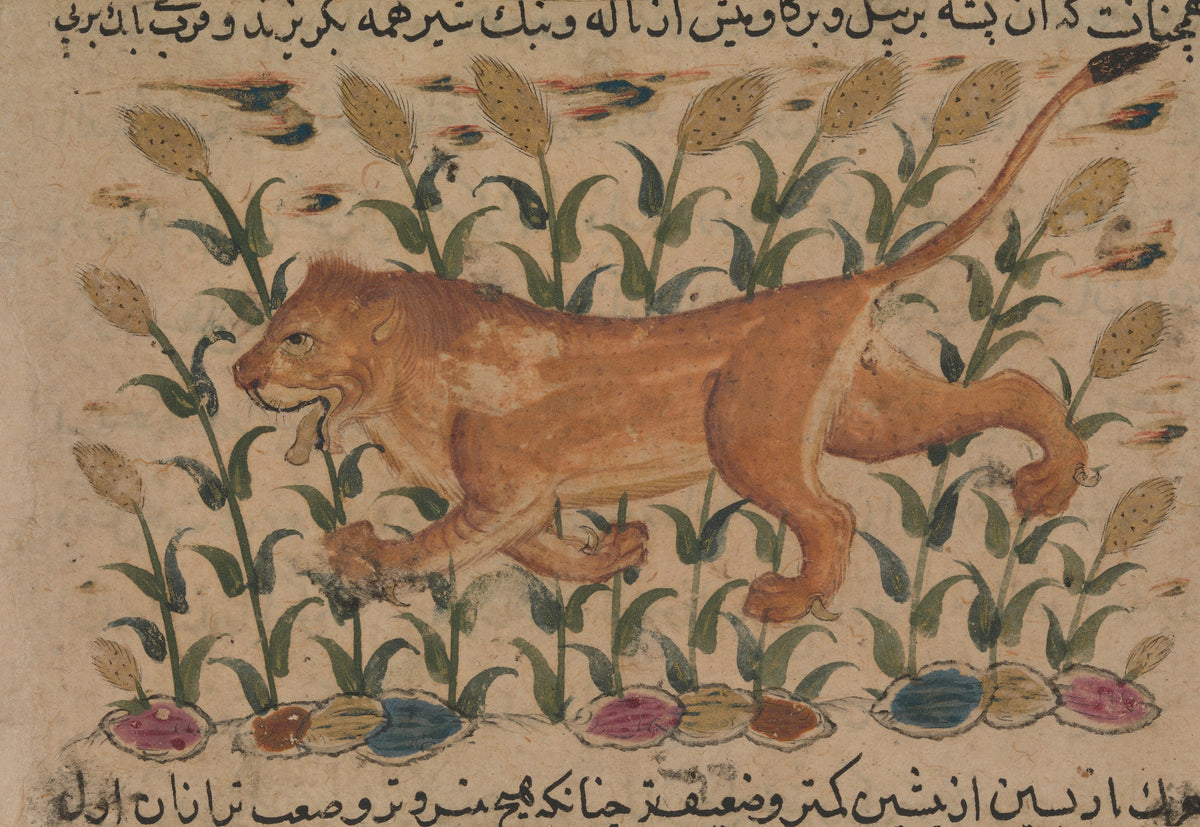 Nuzhatnama-i ‘Ala’i: A Lion | Persian Miniature Art Print