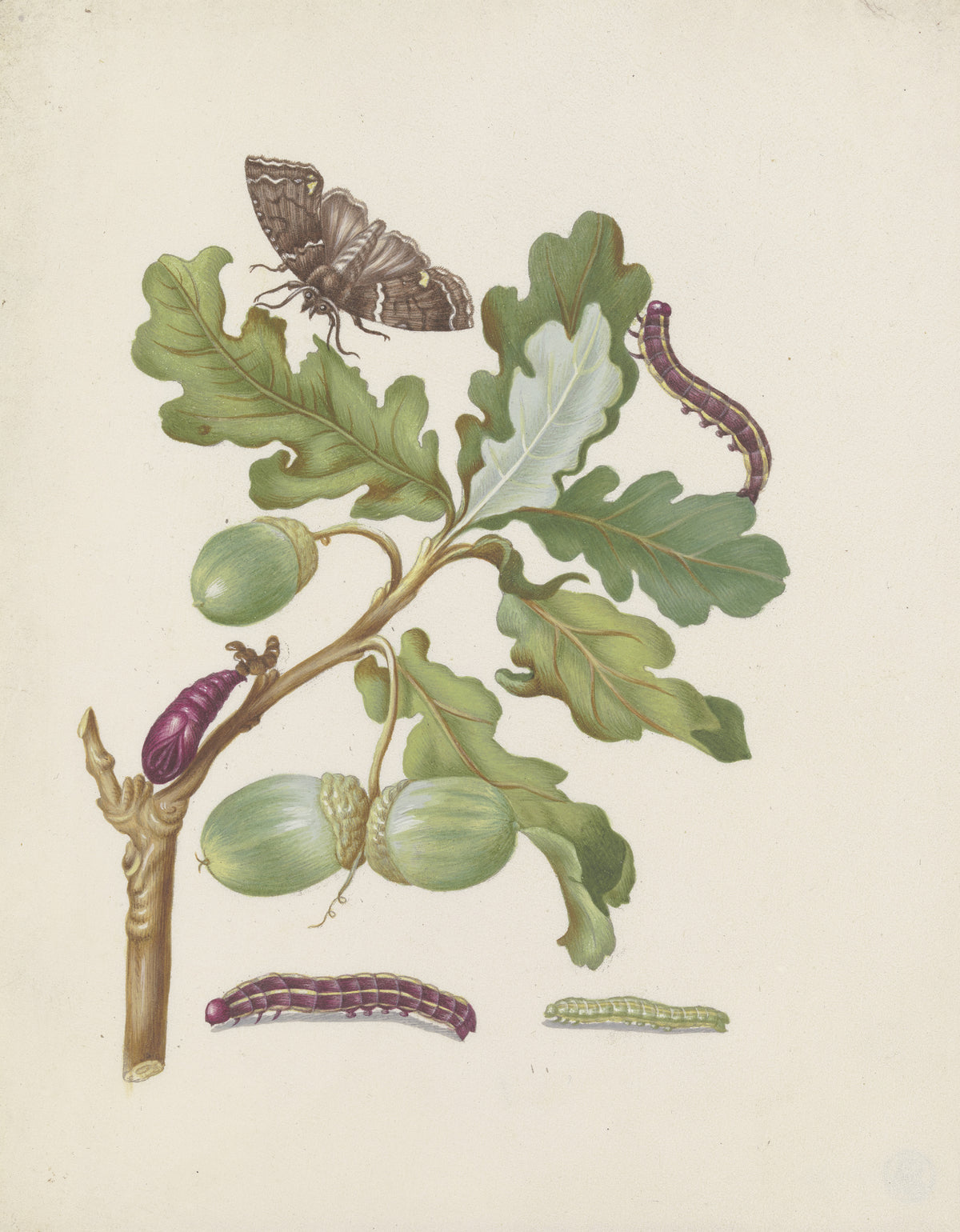 Oak branch with owlet moth, caterpillars and pupa by Maria Sibylla Merian — An oak twig with three acorns, a moth and three caterpillars