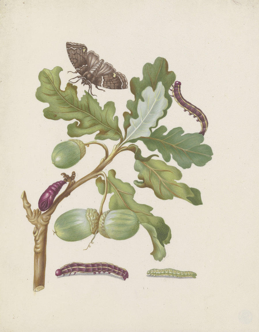 Maria Sibylla Merian — Oak branch with owlet moth, caterpillars and pupa | Natural History Print shown to scale on a wall above a sofa