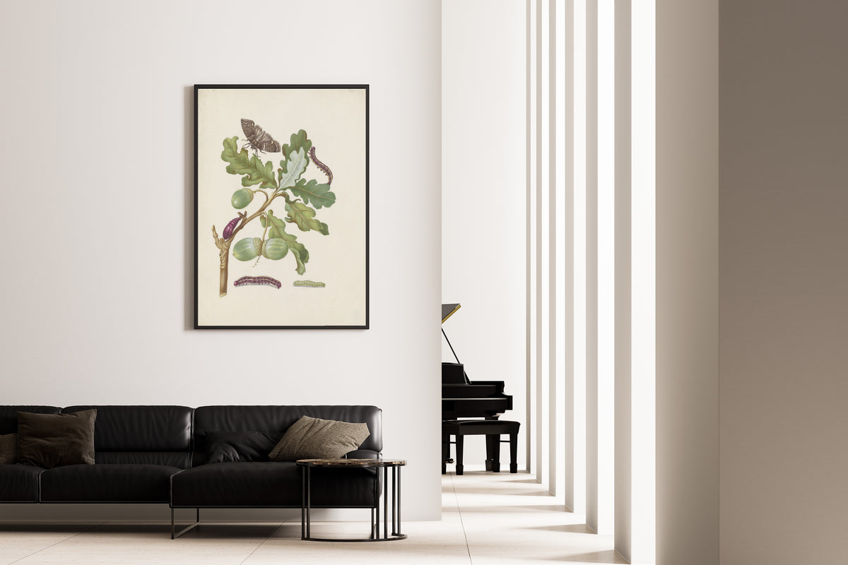 Framed art print of Oak branch with owlet moth, caterpillars and pupa by Maria Sibylla Merian, on the wall of a minimal living room
