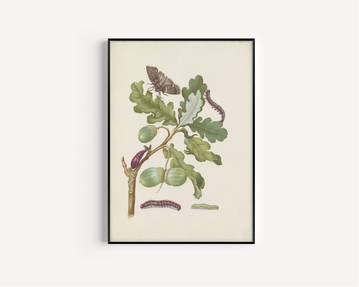 Framed art print of Oak branch with owlet moth, caterpillars and pupa by Maria Sibylla Merian, in a slim black frame on a plain white wall