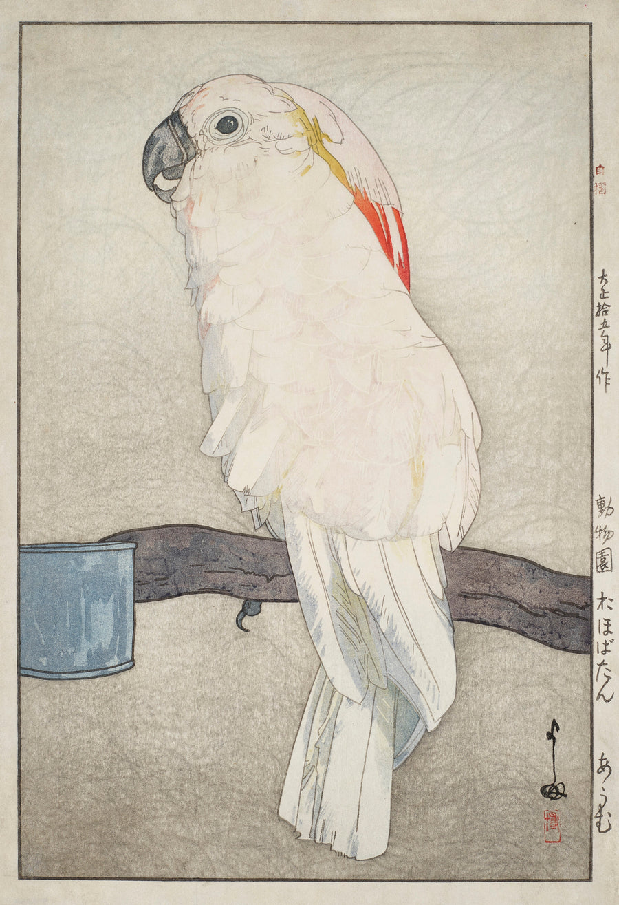 Hiroshi Yoshida — Obatan Parrot | Japanese Woodblock Print (Shin Hanga) shown to scale on a wall above a sofa