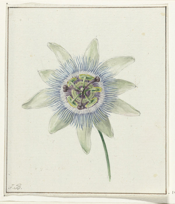 Jean Bernard — Passion Flower | Fine Art Print