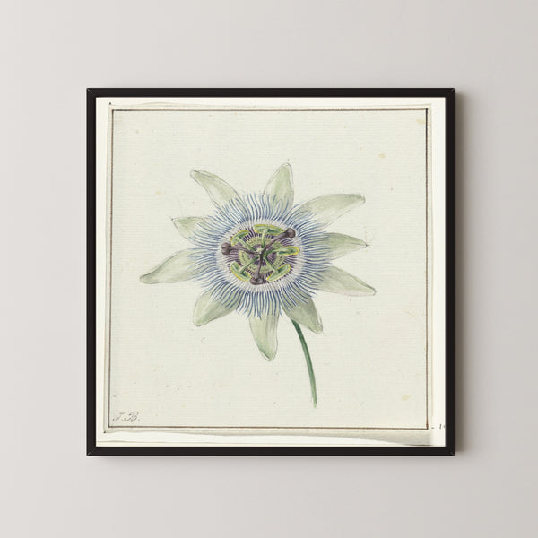 Jean Bernard — Passion Flower | Fine Art Print