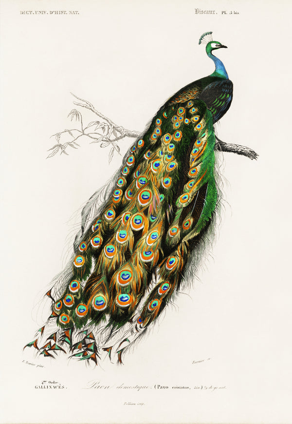 Édouard Travies — Peacock (Paon domestique) | Natural History Print