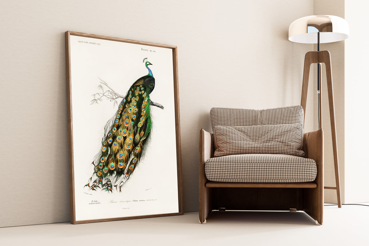 Édouard Travies — Peacock (Paon domestique) | Natural History Print