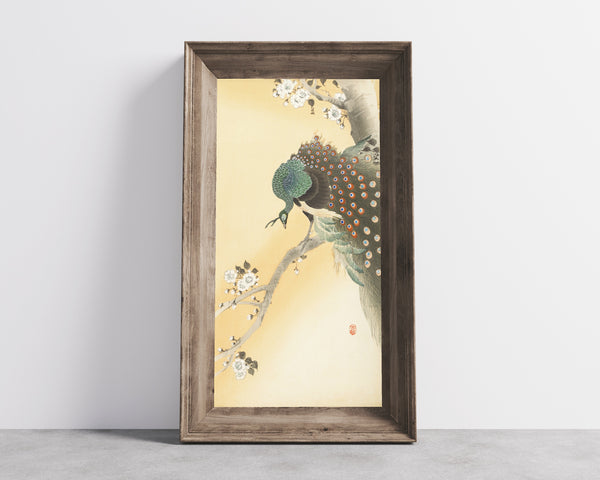 Ohara Koson — Peacock on a Cherry Blossom Tree | Japanese Bird & Flower Woodblock Print