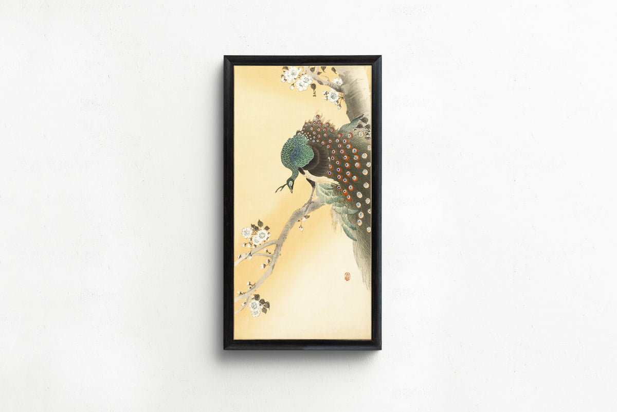 Ohara Koson — Peacock on a Cherry Blossom Tree | Japanese Bird & Flower Woodblock Print