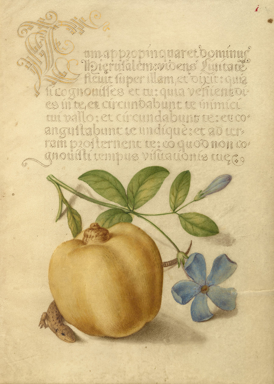 Joris Hoefnagel — Periwinkle, Apple, and Lizard | Botanical Calligraphy Print shown to scale on a wall above a sofa
