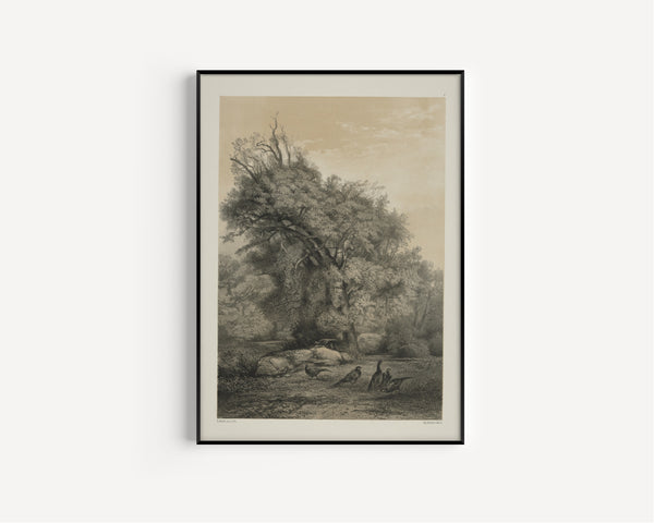 Karl Bodmer — Pheasants | Fine Art Print