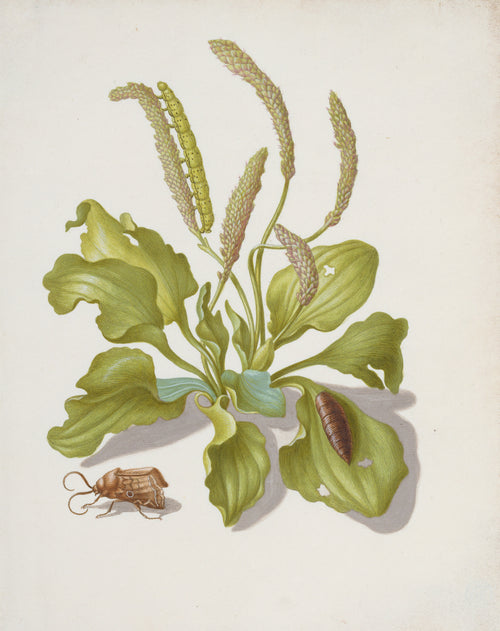 Plantain with Metamorphosis of the Bright-Line Brown-Eye by Maria Sibylla Merian — A plantain rosette with a green caterpillar, a pupa and a brown moth
