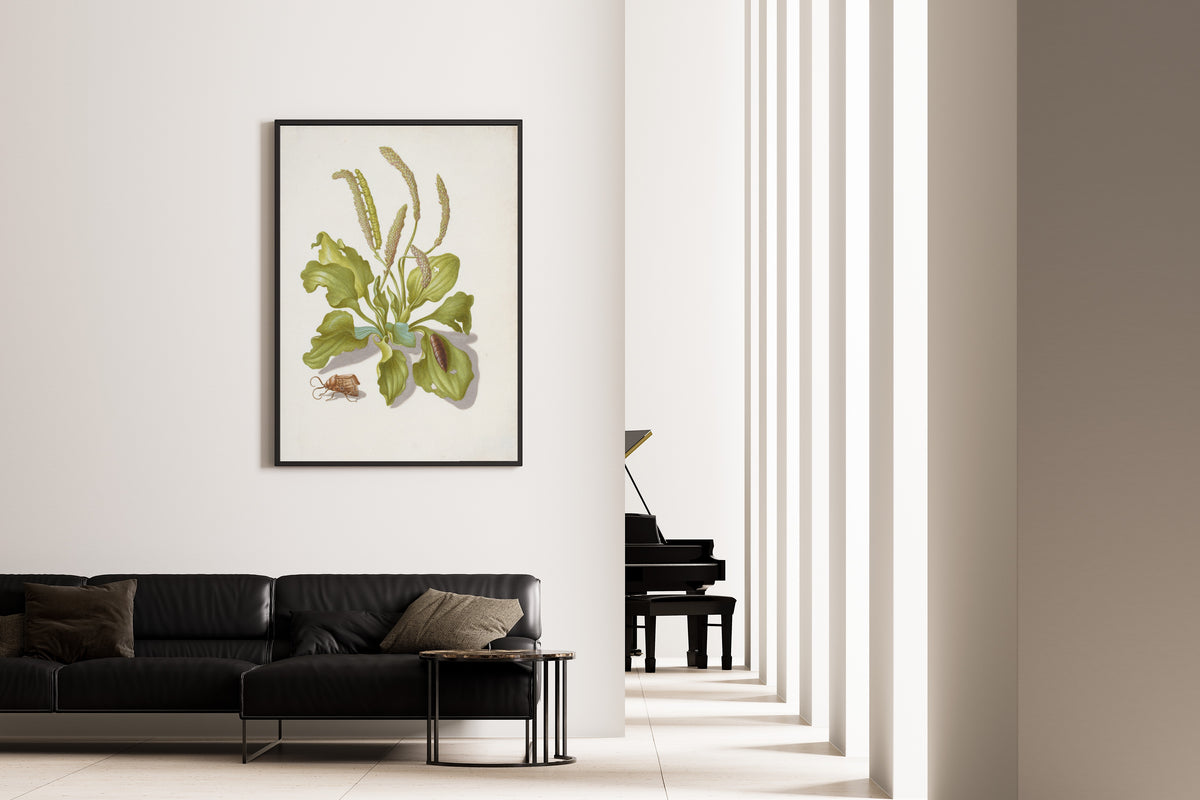 Framed art print of Plantain with Metamorphosis of the Bright-Line Brown-Eye by Maria Sibylla Merian, on the wall of a minimal living room
