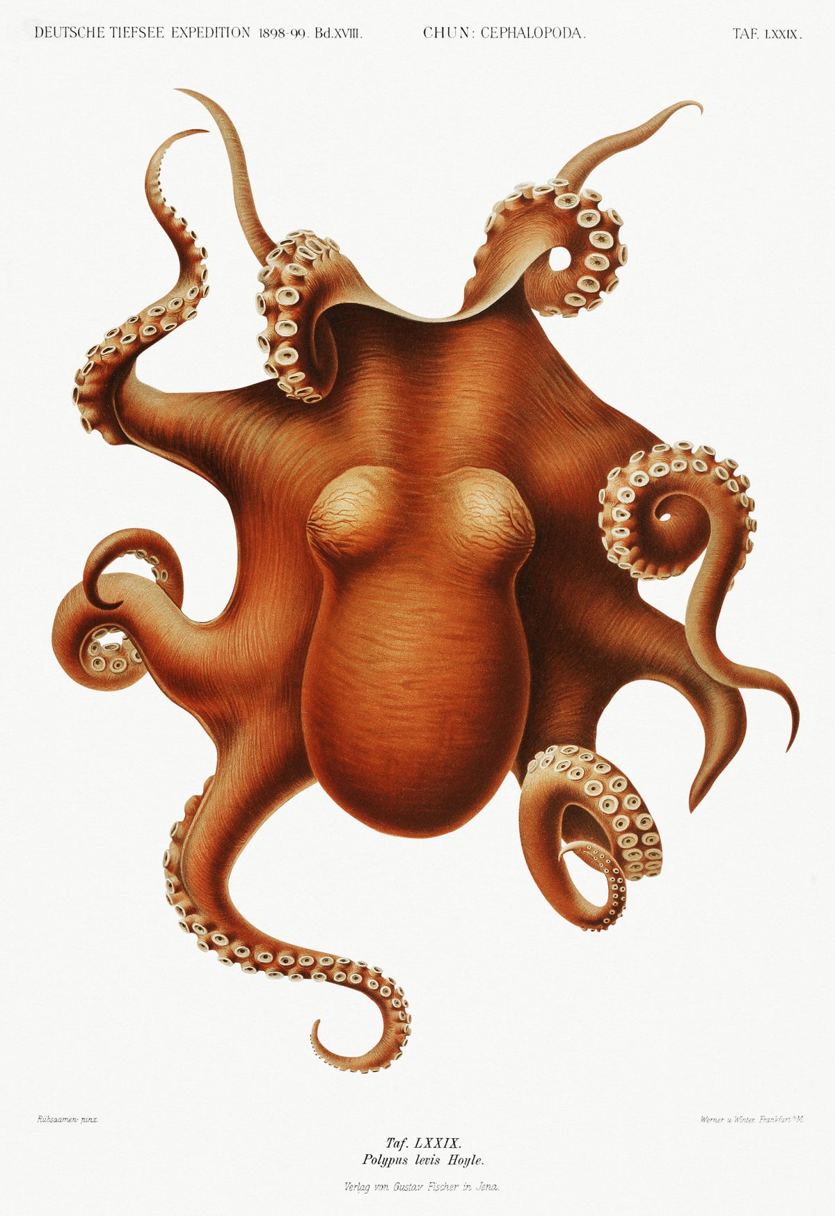 Ewald Heinrich Rübsaamen — Polypus levis | Scientific Illustration Print