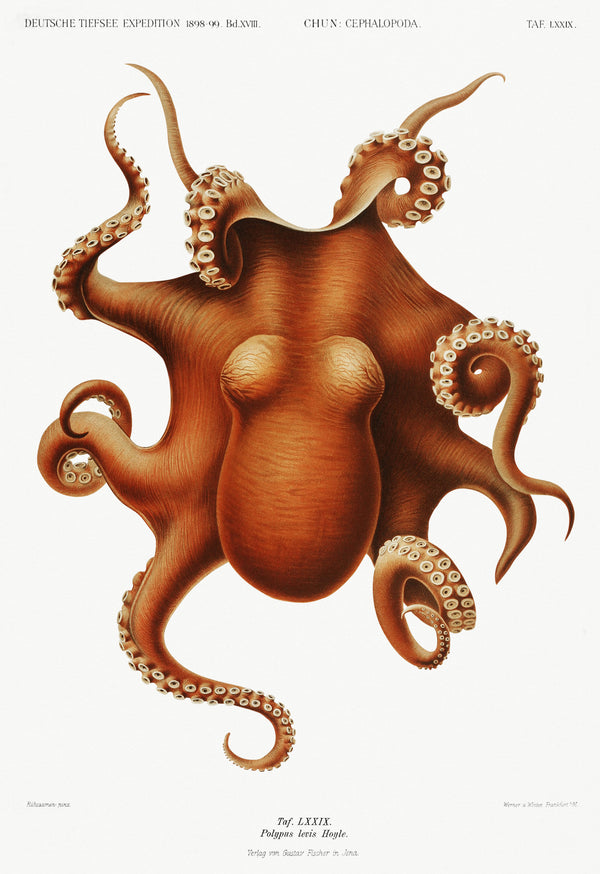 Ewald Heinrich Rübsaamen — Polypus levis | Scientific Illustration Print