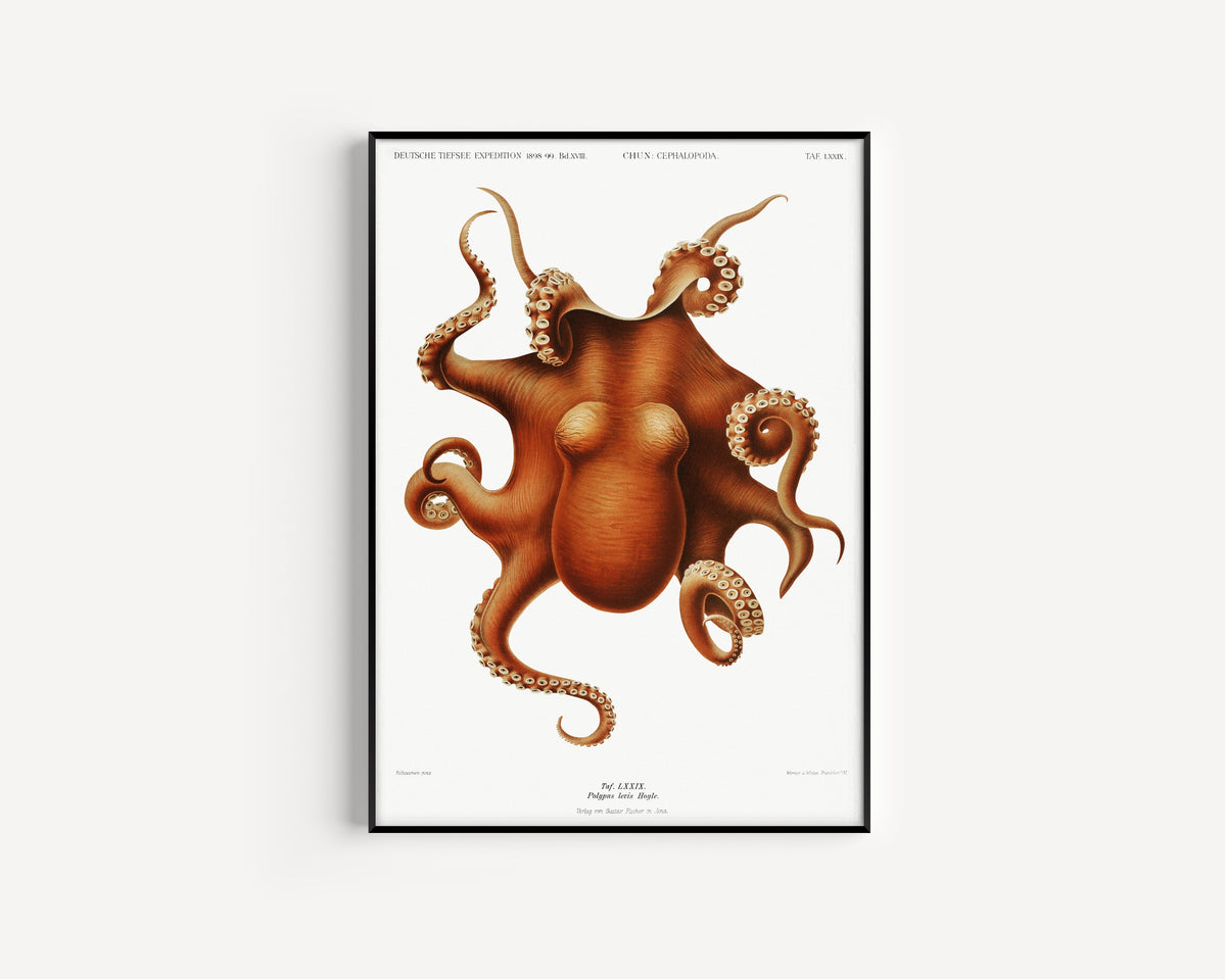 Ewald Heinrich Rübsaamen — Polypus levis | Scientific Illustration Print