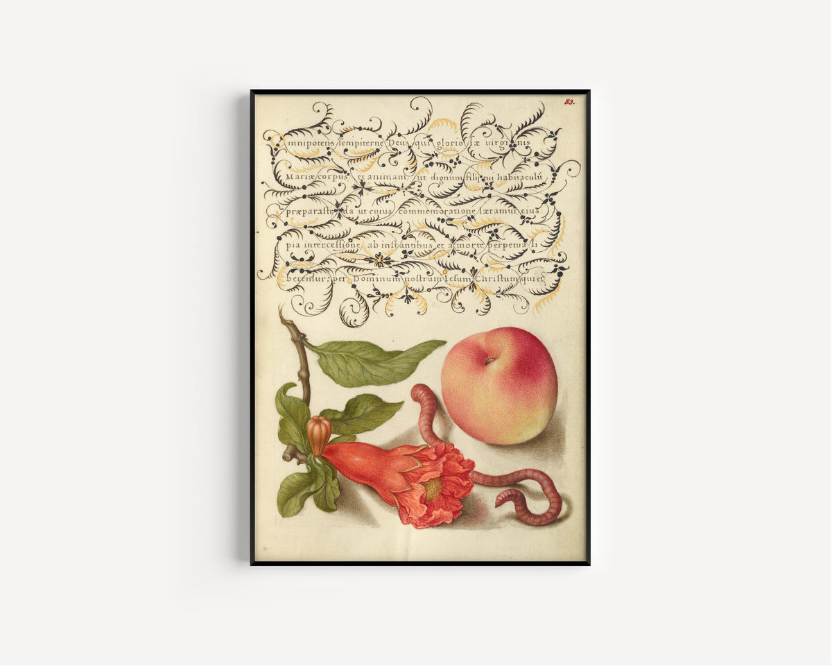 Joris Hoefnagel — Pomegranate, Worm, and Peach | Botanical Calligraphy Print