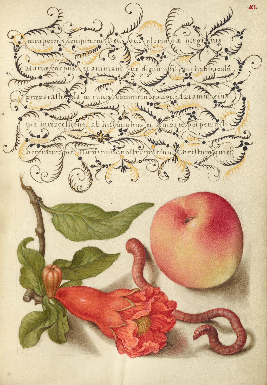Joris Hoefnagel — Pomegranate, Worm, and Peach | Botanical Calligraphy Print shown to scale on a wall above a sofa