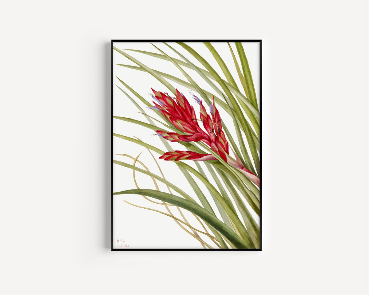 Mary Vaux Walcott — Quill Leaf Tillandsia (Tillandsia fasciculata) | Natural History Print