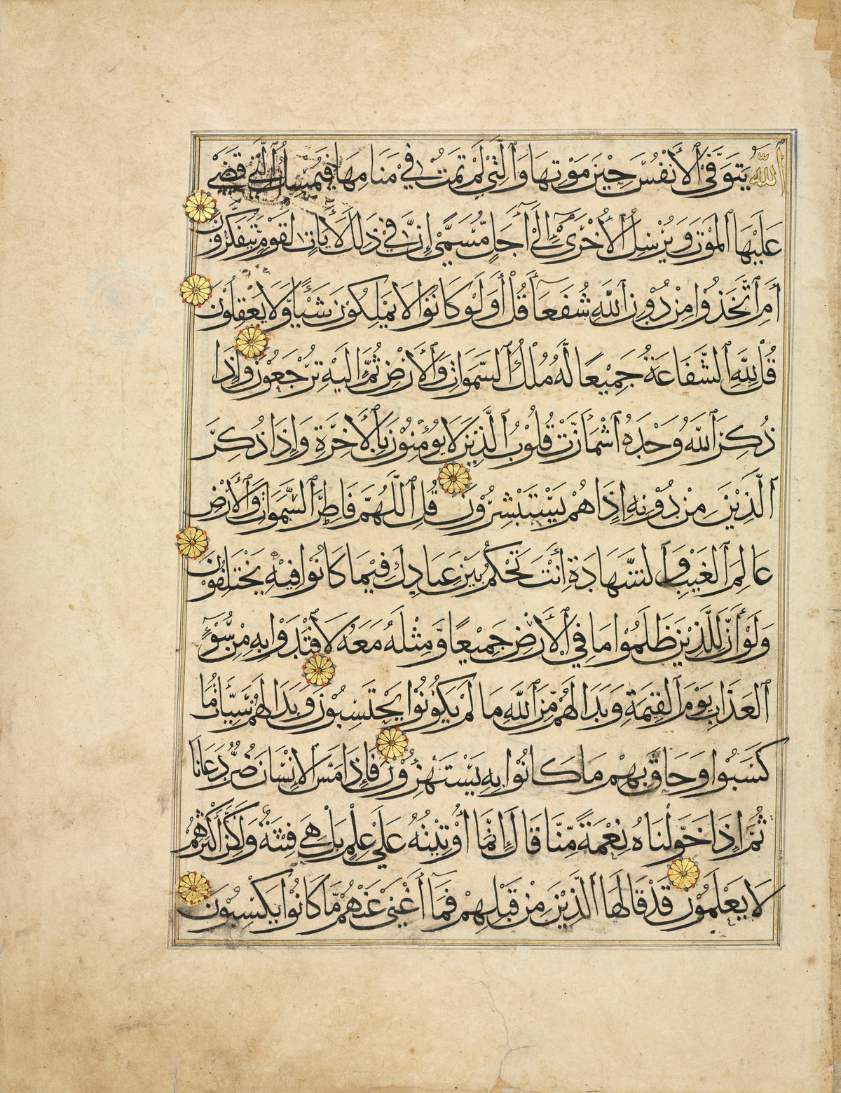 Qur'an Folio: Sura al-Zumar — Twelve lines of fine black script marked with gold rosettes