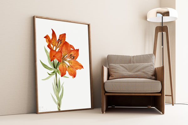Mary Vaux Walcott — Red Lily (Lilium montanum) | Natural History Print