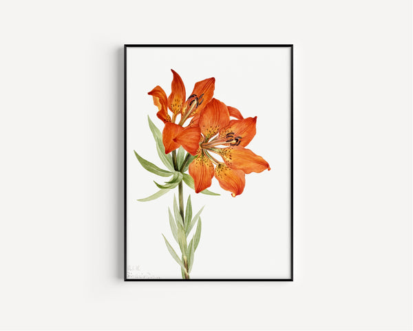 Mary Vaux Walcott — Red Lily (Lilium montanum) | Natural History Print