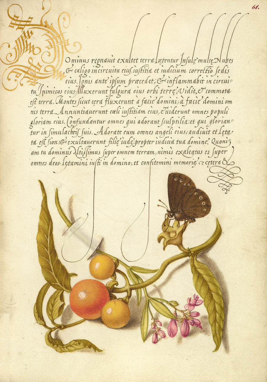 Joris Hoefnagel — Ringlet, False Jerusalem Cherry, and Milkwort | Botanical Calligraphy Print shown to scale on a wall above a sofa