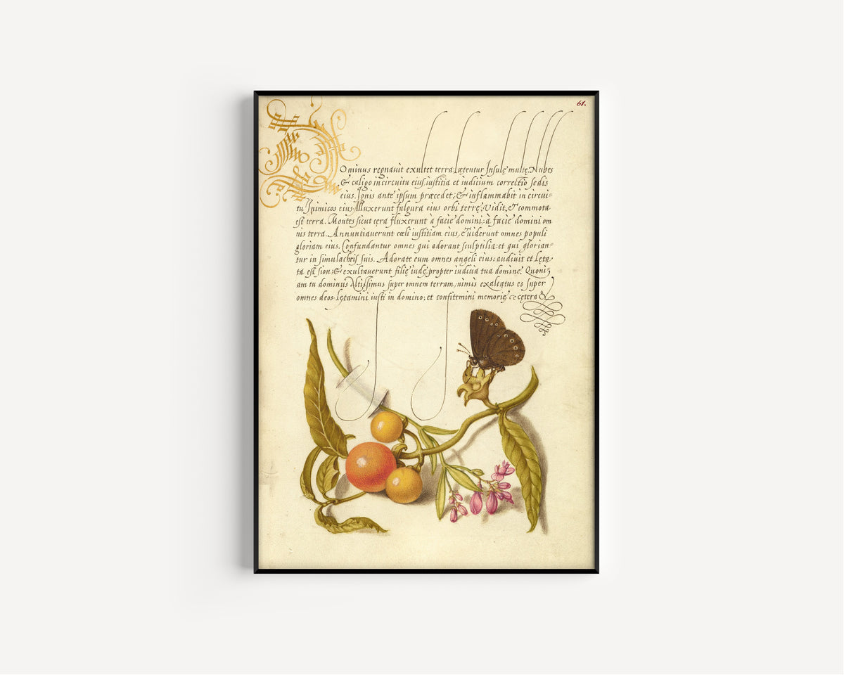 Joris Hoefnagel — Ringlet, False Jerusalem Cherry, and Milkwort | Botanical Calligraphy Print