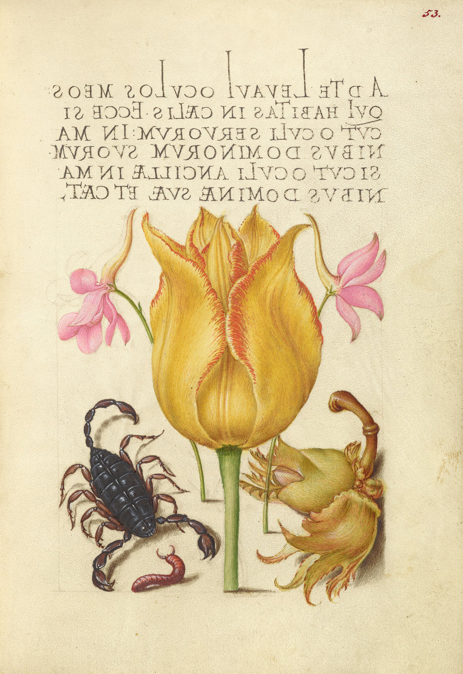 Joris Hoefnagel — Rocket Larkspurs, Tulip, Scorpion, Millepede, and European Filbert | Botanical Calligraphy Print shown to scale on a wall above a sofa