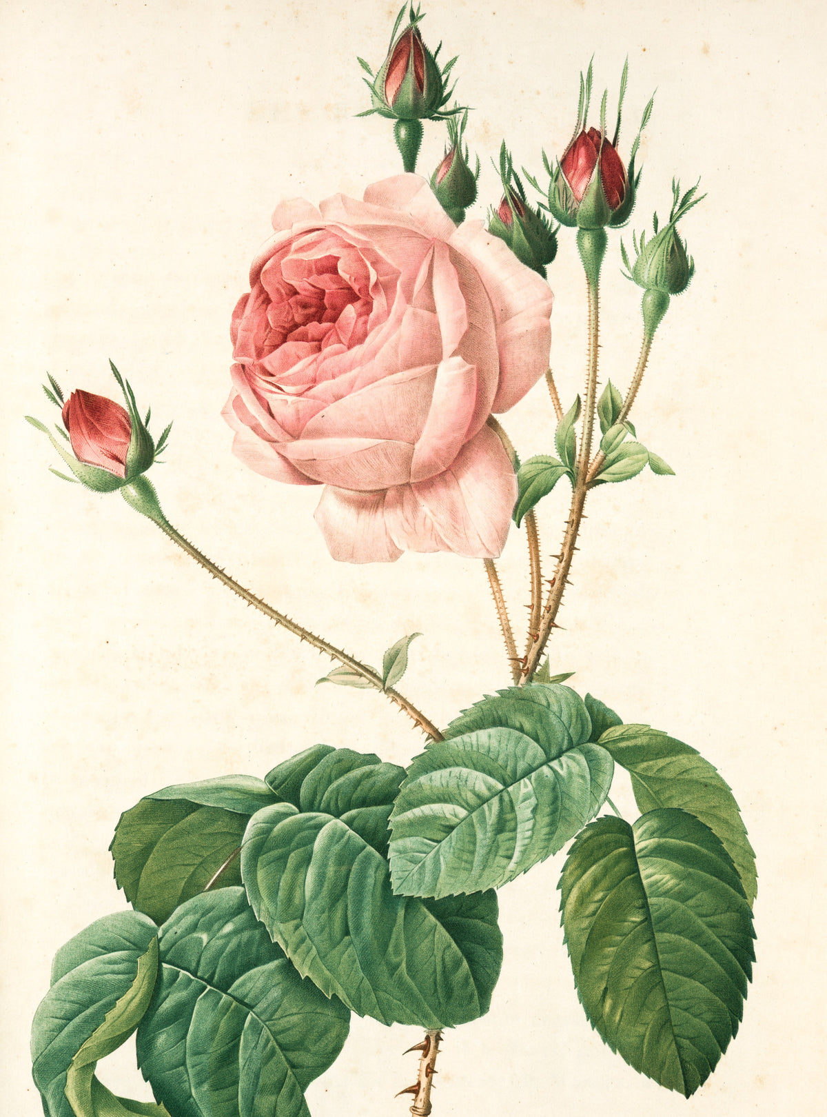 Pierre-Joseph Redoute — Rosa Centifolia Bullata | Engraving Print
