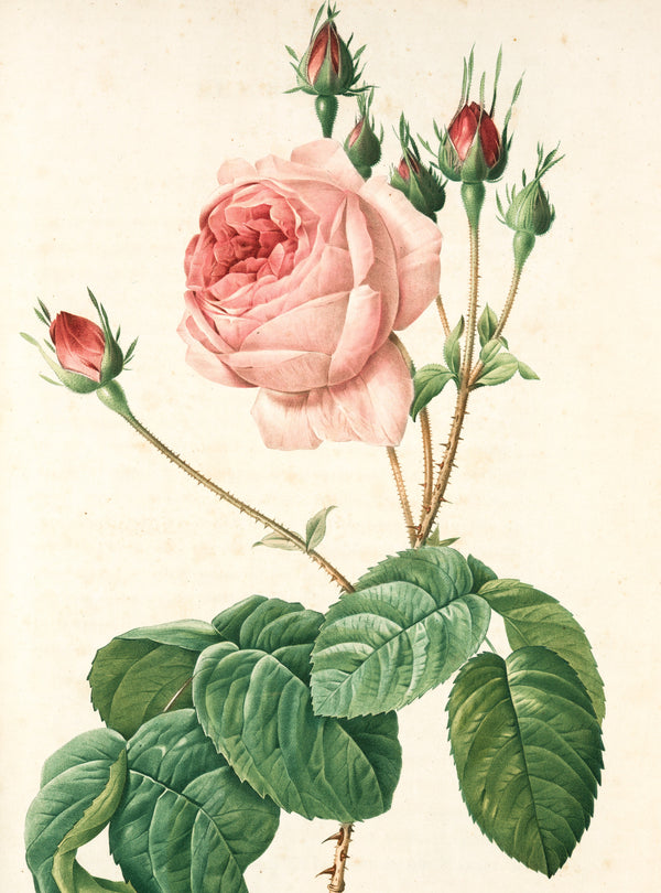 Pierre-Joseph Redoute — Rosa Centifolia Bullata | Engraving Print