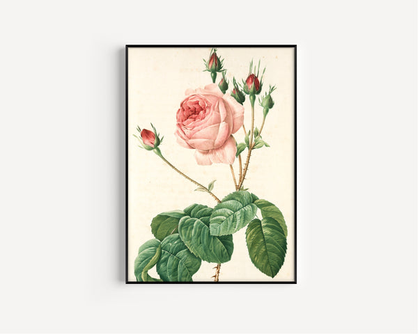 Pierre-Joseph Redoute — Rosa Centifolia Bullata | Engraving Print