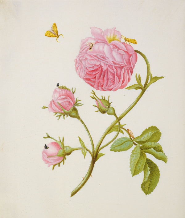 Maria Sibylla Merian — Rose with Metamorphosis of Leaf Roller and a Glued Beetle Larva | Natural History Print
