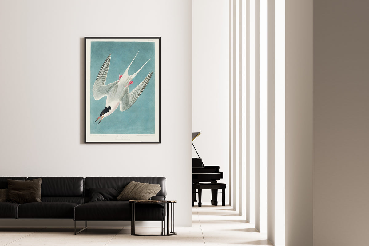 John James Audubon — Roseate Tern | Natural History Print